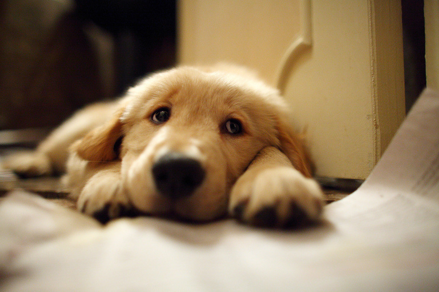 chien retriever